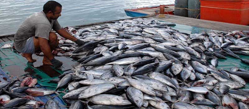 Menteri Susi: Efisiensi Logistik<br/>Dorong Kenaikan Ekspor Ikan
